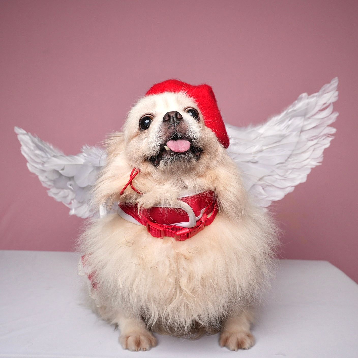 Fluffy white Pomeranian dog wearing red Santa hat and angel wings poses against pink background.