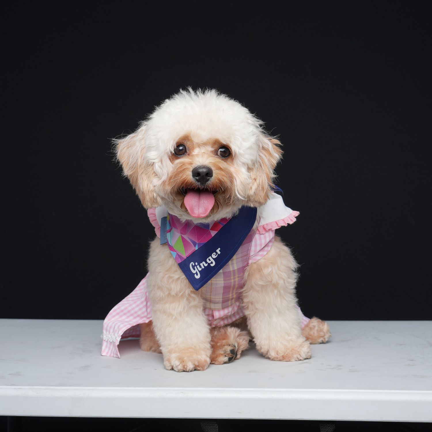 Happy white Maltese mixed breed puppy wearing pink outfit and blue bandana sitting on gray table against black background.