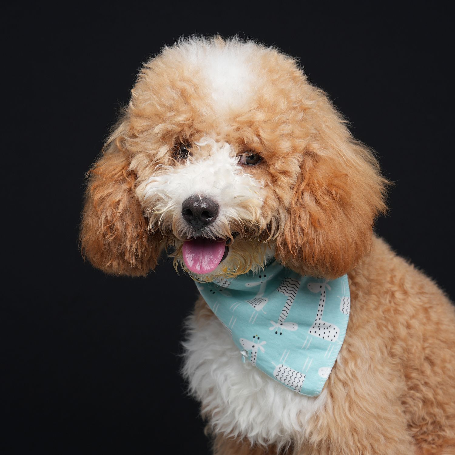 Smiling goldendoodle dog wearing a light blue bandana with white floral pattern against black background.