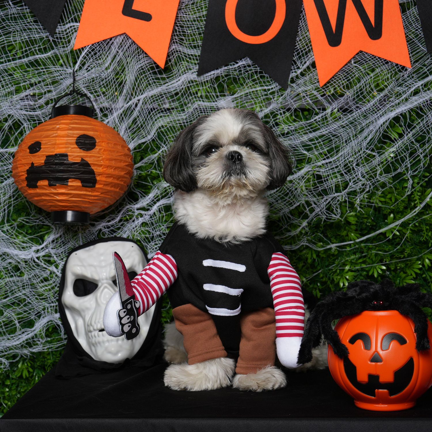 A small dog wearing a striped Halloween costume sits among spooky decorations including orange pumpkins and white cobwebs.