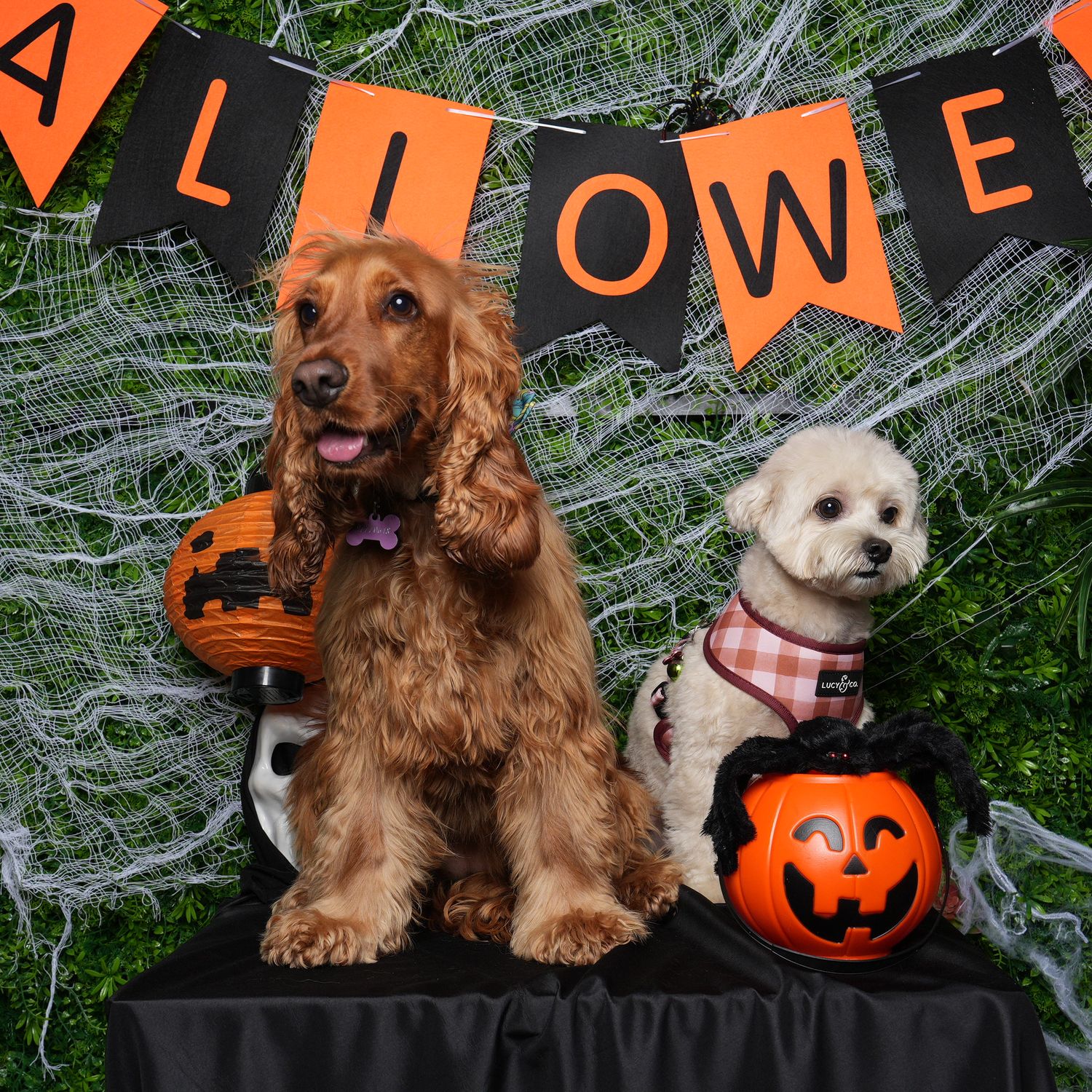 Two dogs pose for Halloween photo with orange pumpkin baskets and spooky cobweb decorations against a dark backdrop.
