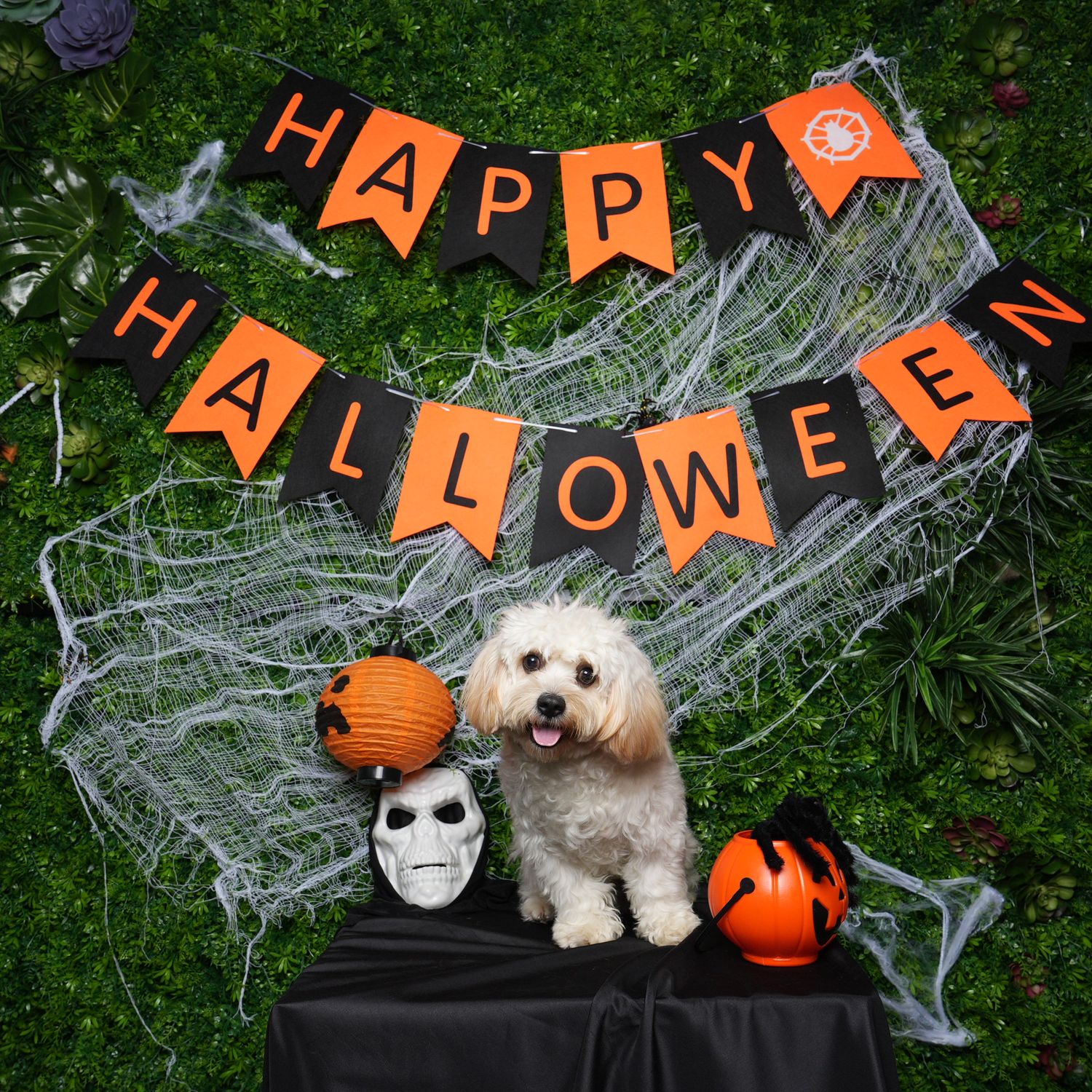 White fluffy dog posing with Halloween decorations including pumpkins and spooky banners on grass with cobweb display.