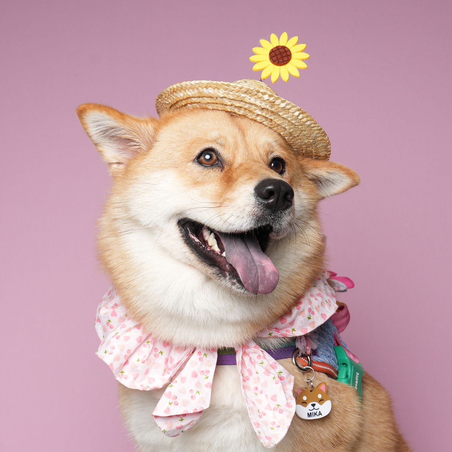 Happy Shiba Inu dog wearing a straw hat, floral collar and pink bandana smiling against pink background.