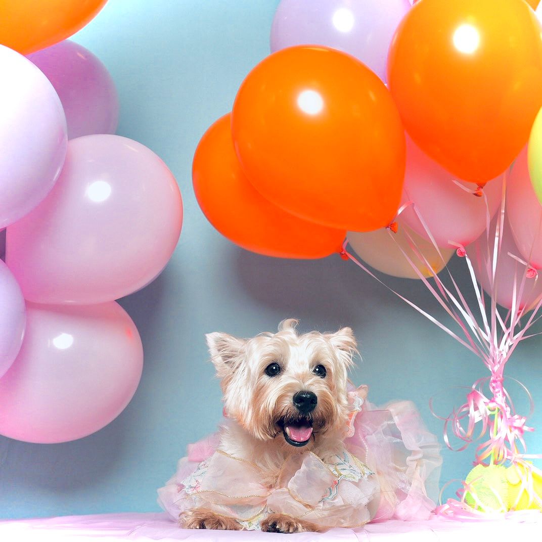 A happy West Highland White Terrier dog wearing a pink tutu sits with orange and pink balloons in the background.