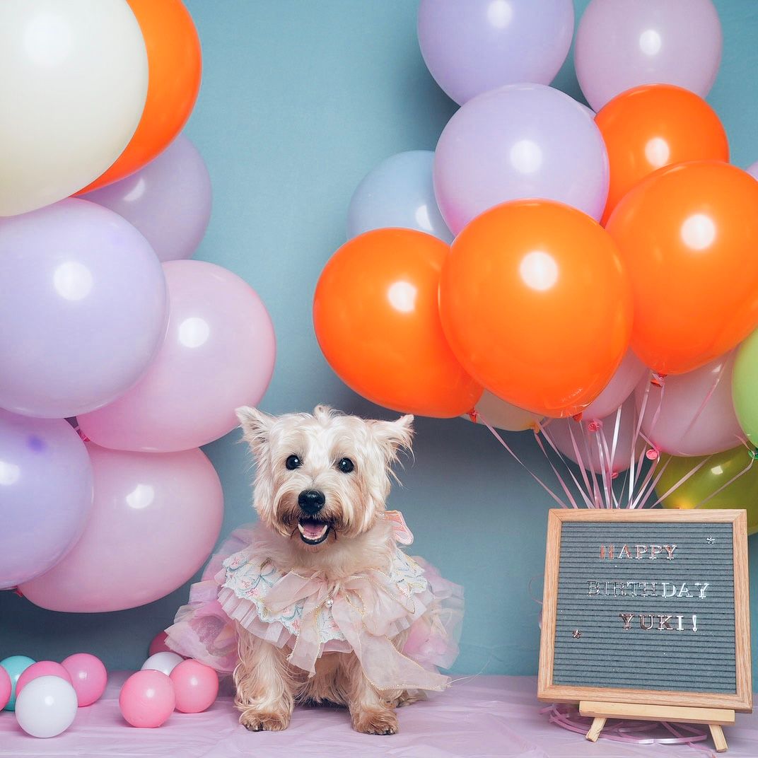 A small white terrier dog wearing pink tulle sits in front of colorful pastel balloons with a birthday chalkboard sign.