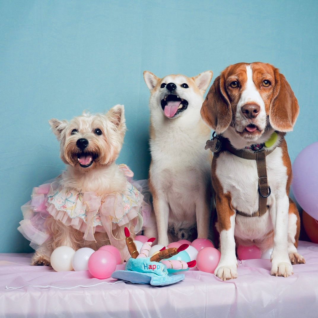 Three adorable dogs posing for a photo with pink Easter eggs and a dress, against a turquoise background.