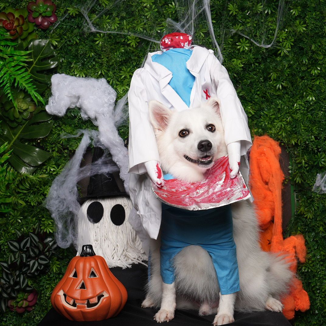 Happy white dog wearing a Halloween costume posing with decorative ghost and pumpkin props in a garden setting.