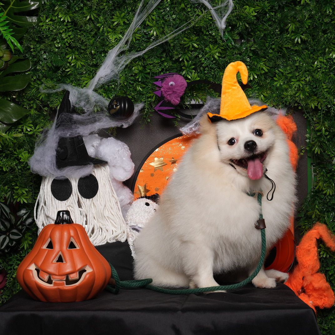 A fluffy white Pomeranian dog wearing an orange witch hat poses with Halloween decorations and pumpkins in a festive setting.