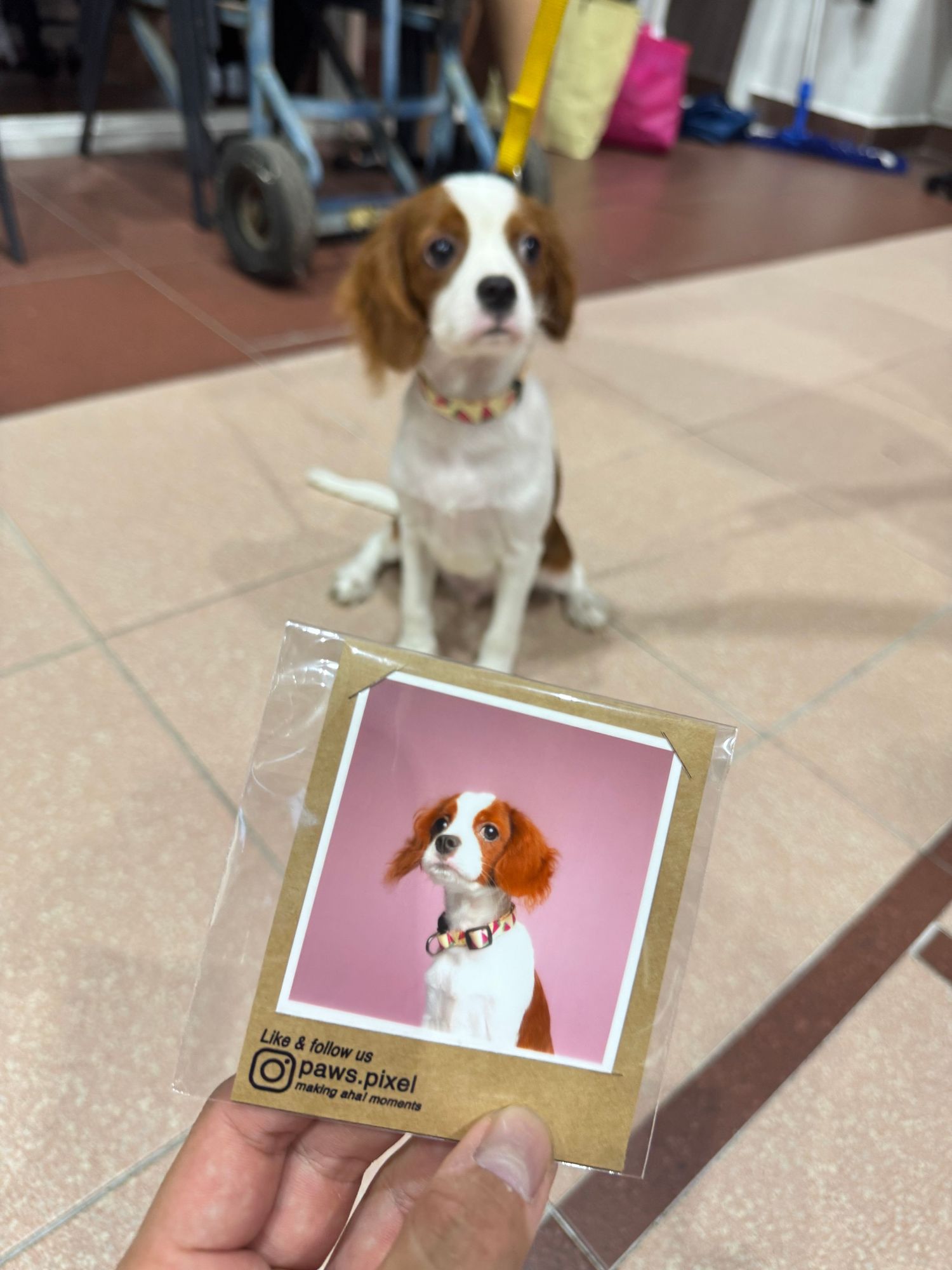 A Cavalier King Charles Spaniel puppy sits next to a polaroid-style photo of itself against a pink background.