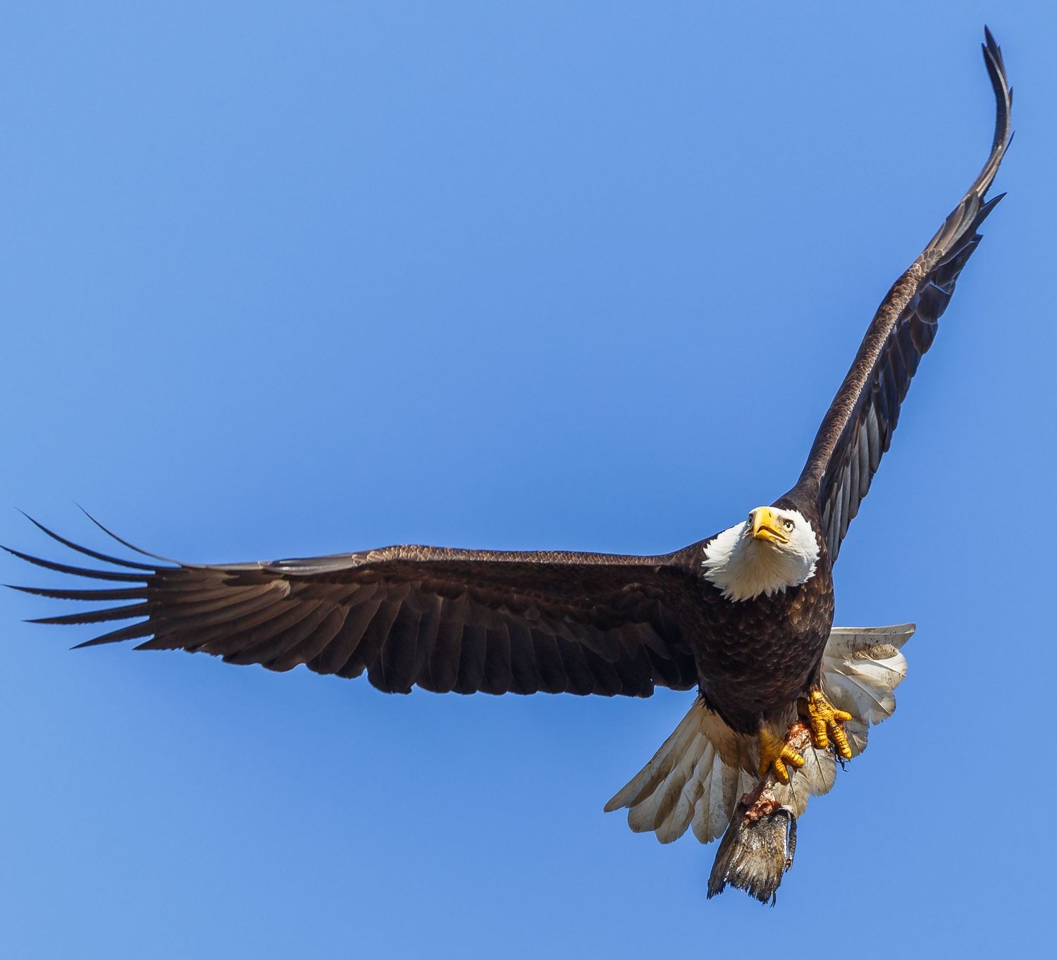 Bald Eagle