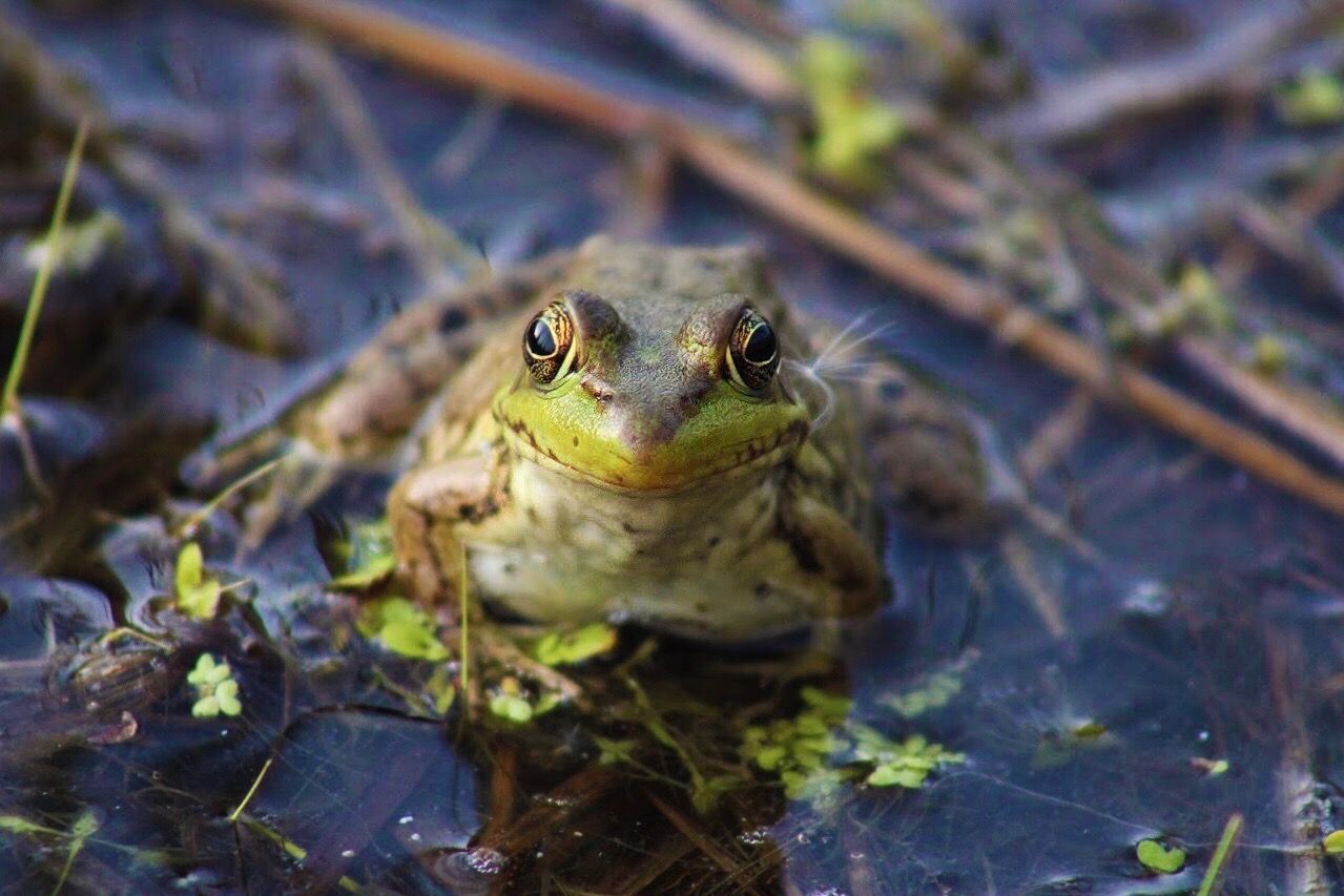 Frog, Chicago, Illinois