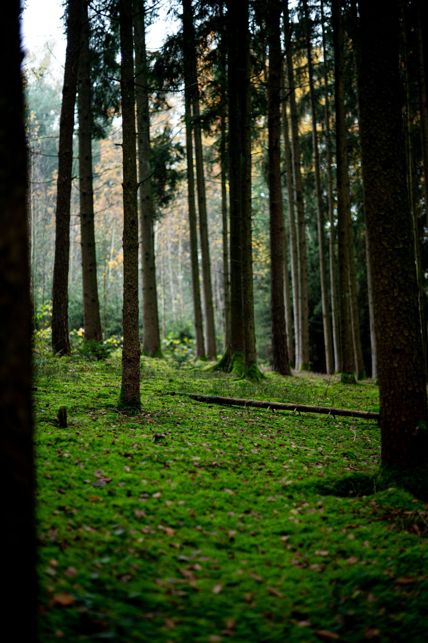 Das Sonnenlicht fällt durch hohe, immergrüne Bäume in einem nebligen Wald mit moosbewachsenem Boden und schafft eine mystische Atmosphäre.