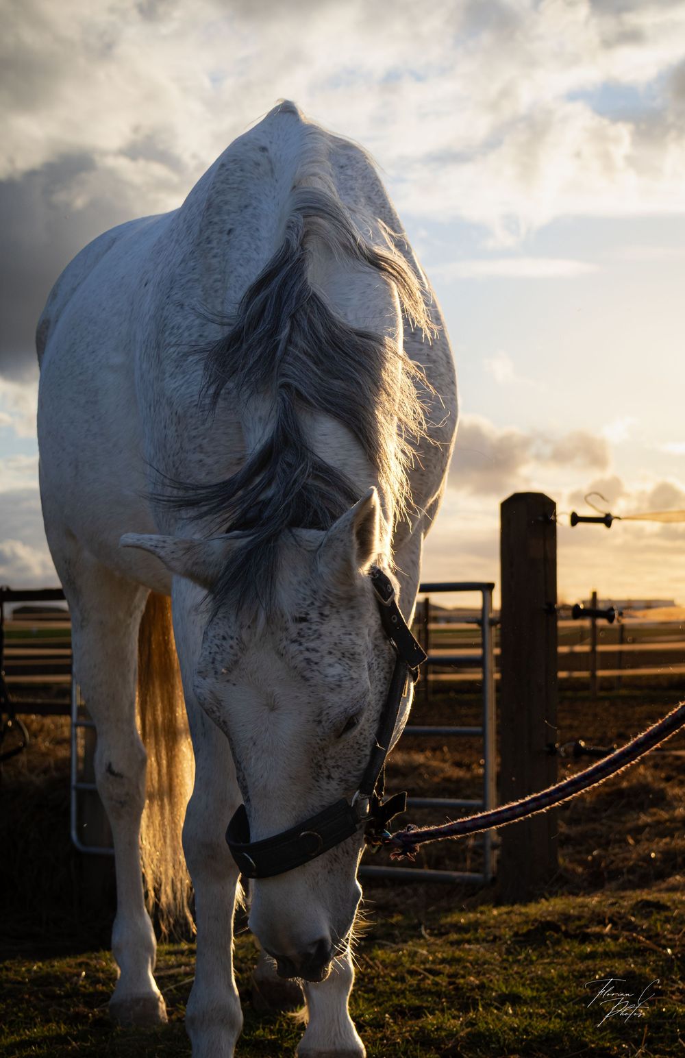 cheval / nature / soleil / coucher de soleil / golden hour / photo / alsace