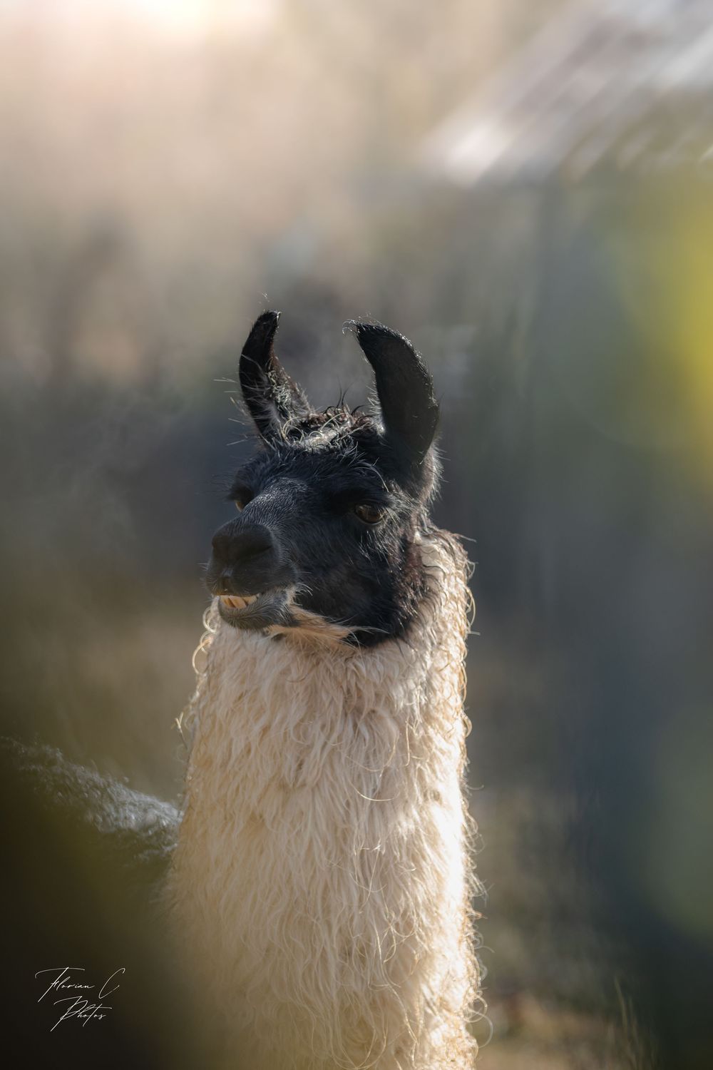 Lama / soleil / nature / alsace