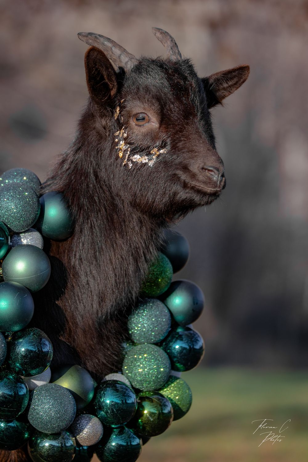 Chèvre / noël / couronne / boules de noël / photo