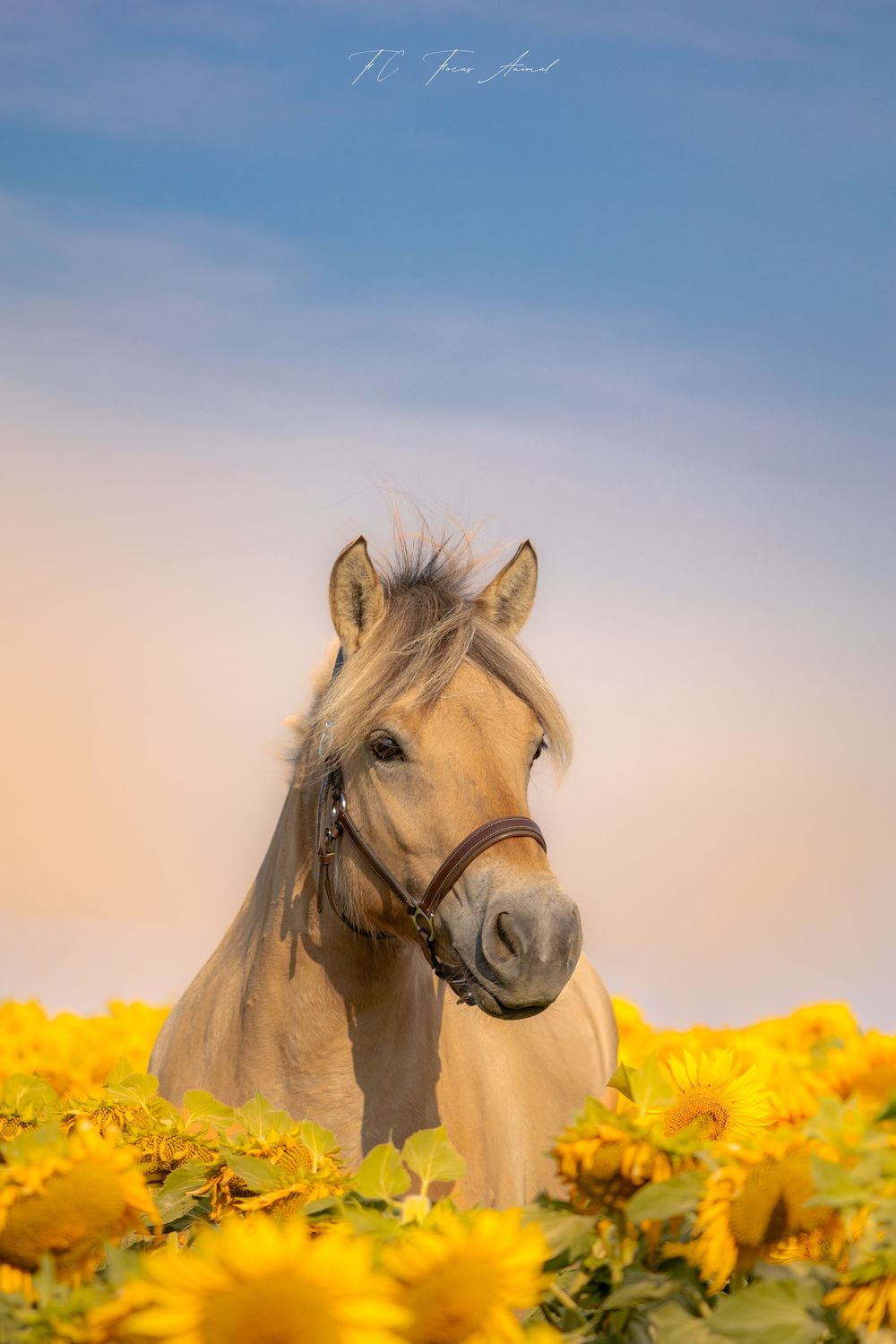 Cheval / Tournesols / Nature