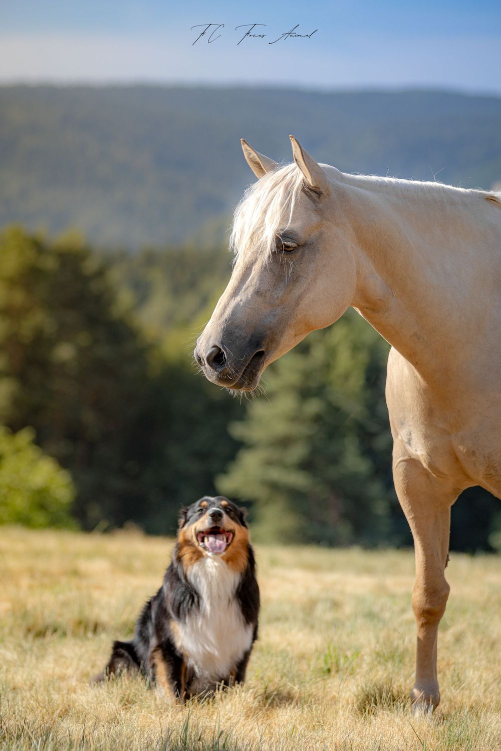 Cheval / Chien / Nature