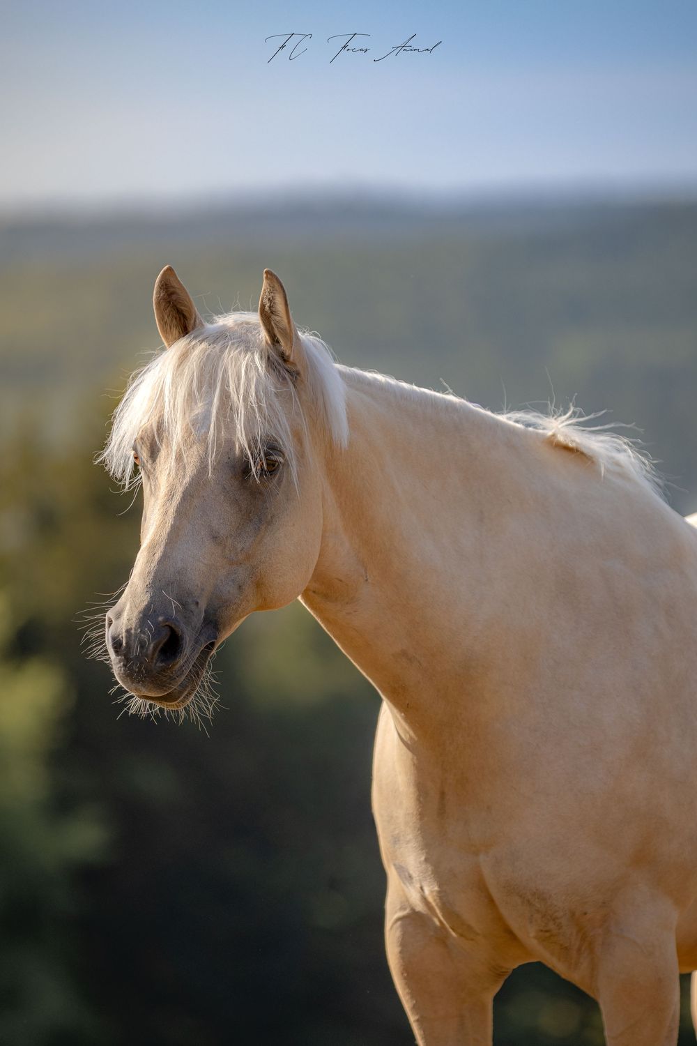 Cheval / Nature / Photo