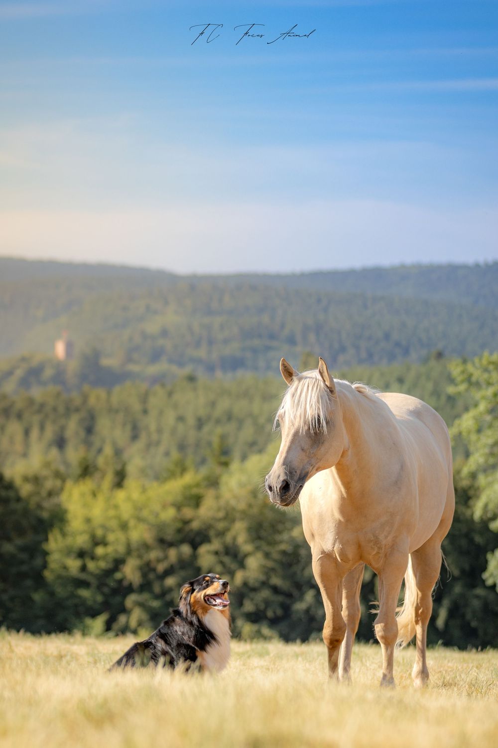 Cheval / Chien / Nature