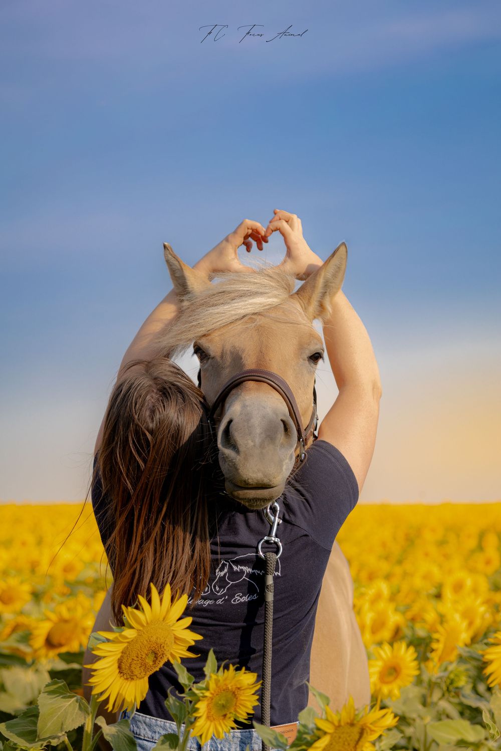 Cheval et humain / Lien animal humain / Tournesols