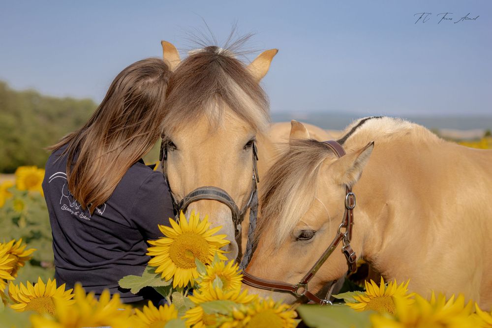 Cheval / Elevage Chevaux / Fjord / Tournesols