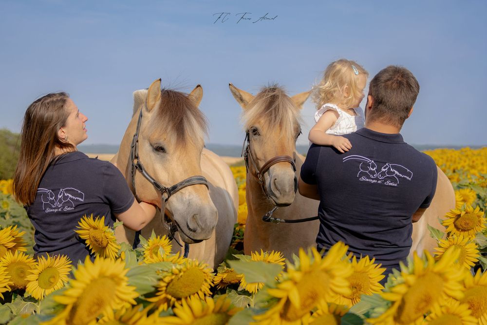 Famille / Chevaux / Tournesols