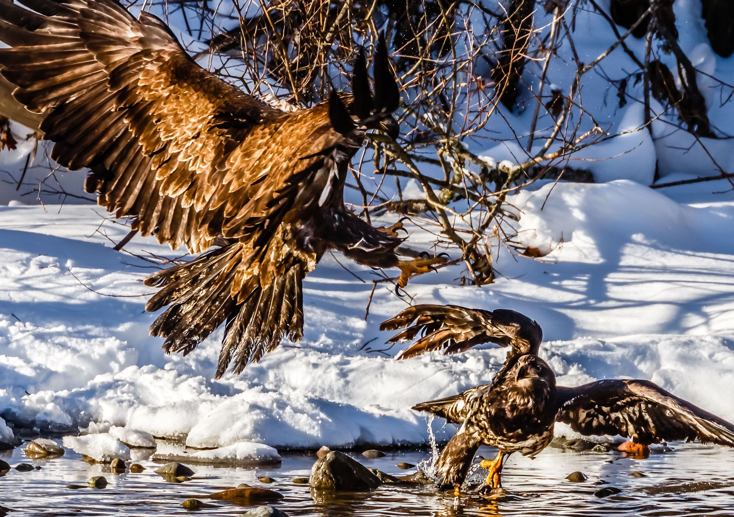 Bald Eagle