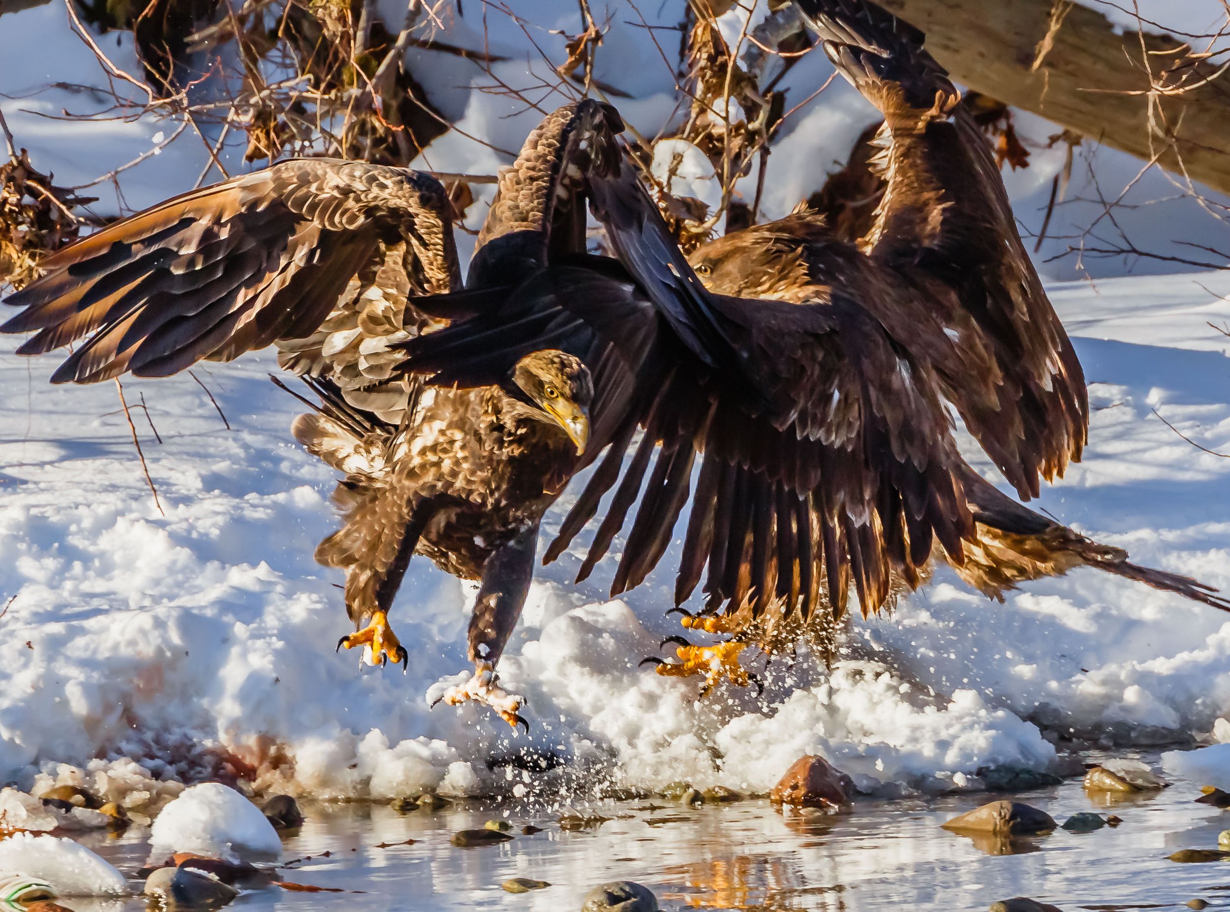 Bald Eagle