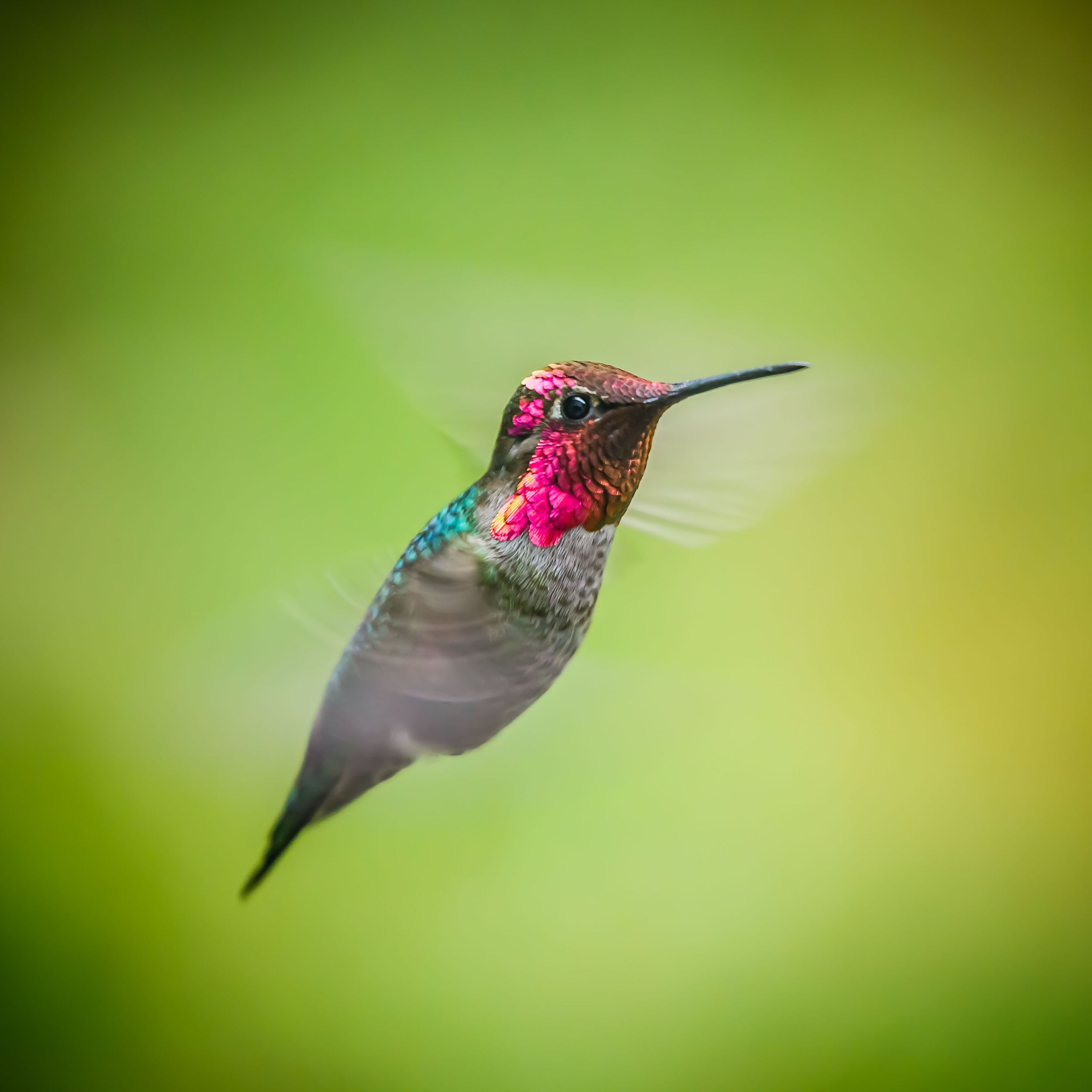 Anna's Hummingbird
