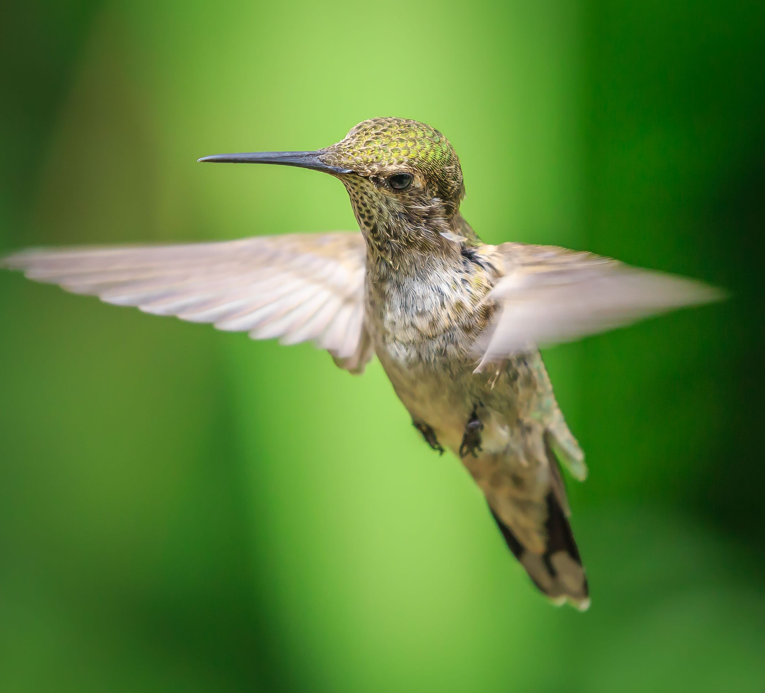 Anna's Hummingbird