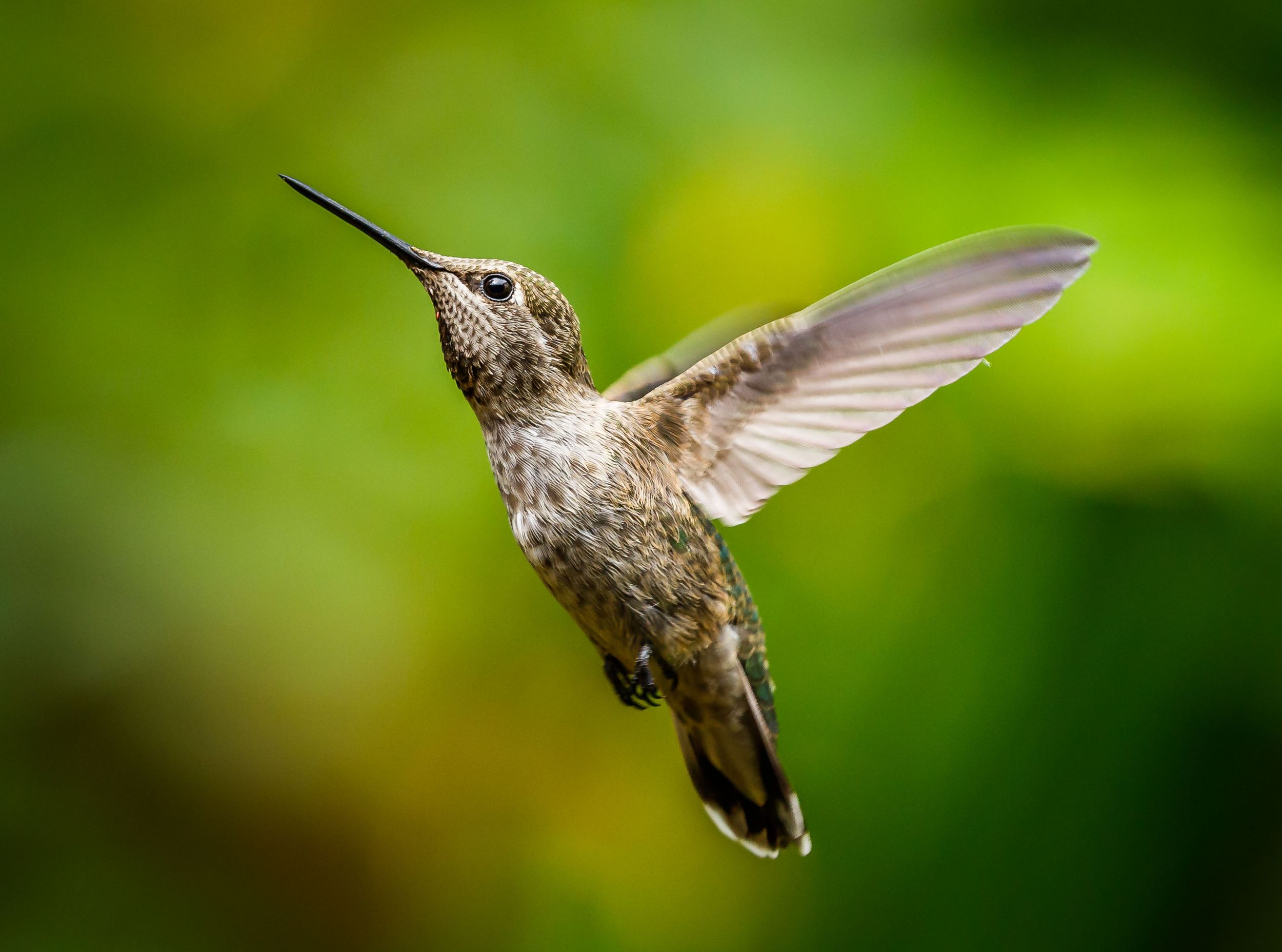 Anna's Hummingbird