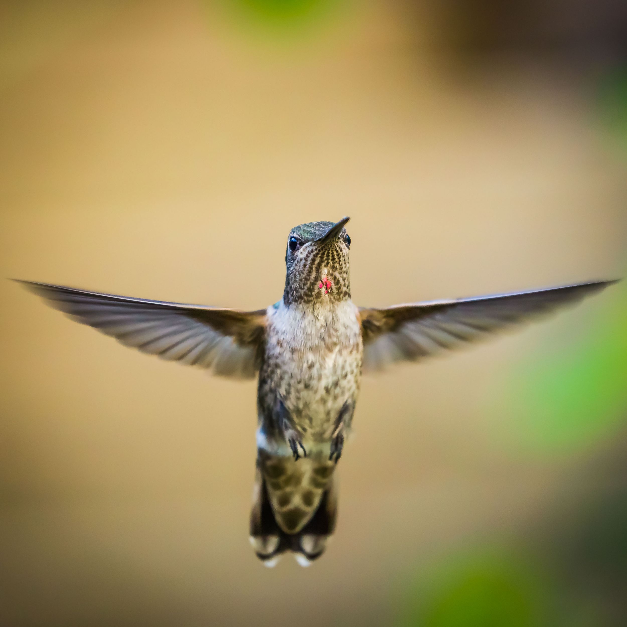 Anna's Hummingbird
