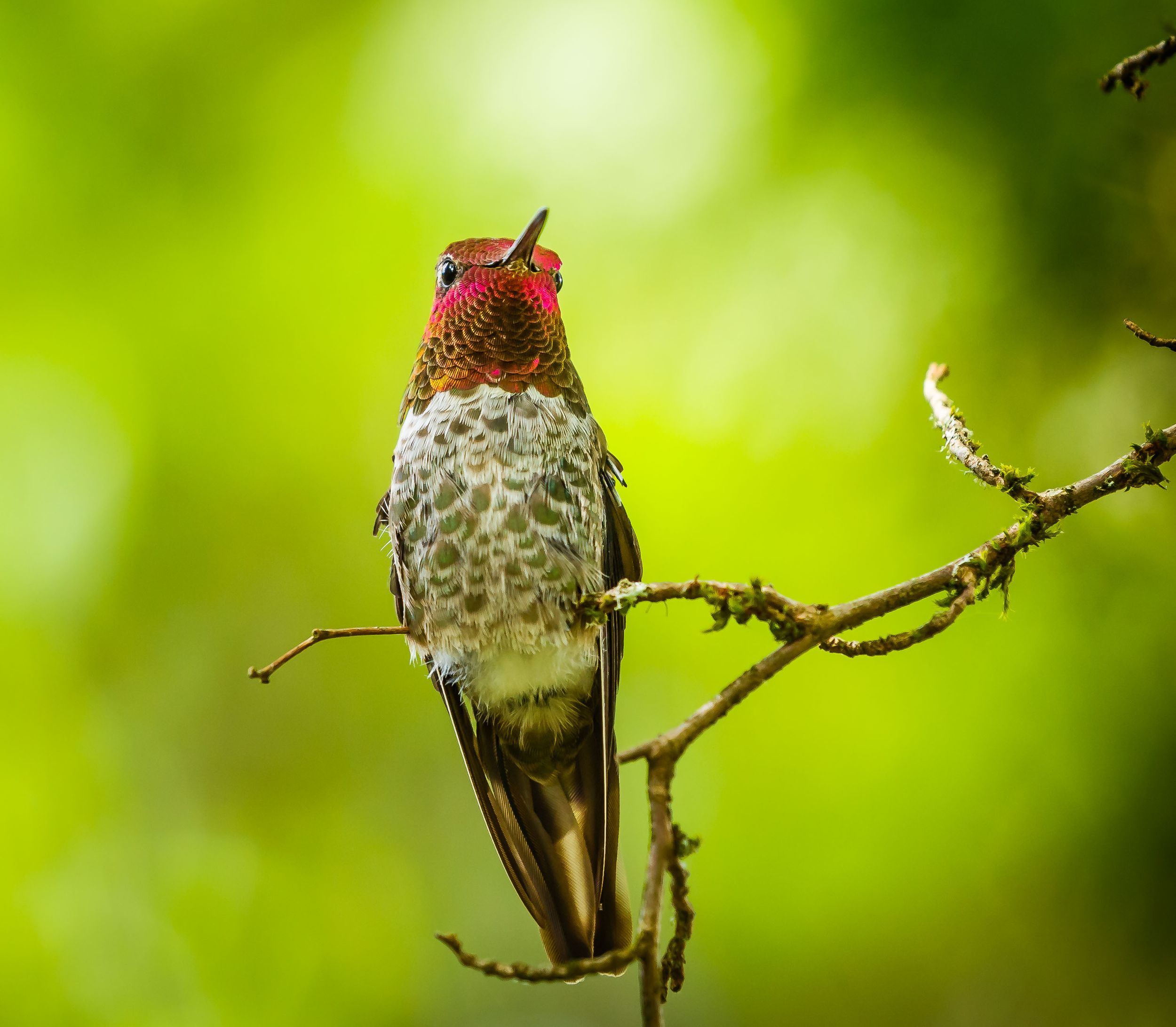 Anna's Hummingbird