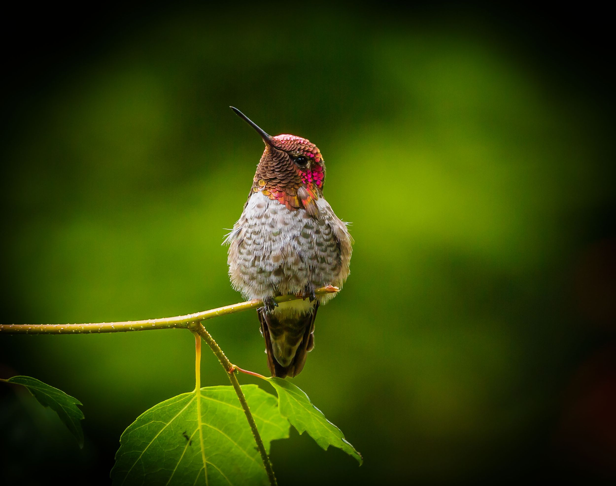 Anna's Hummingbird