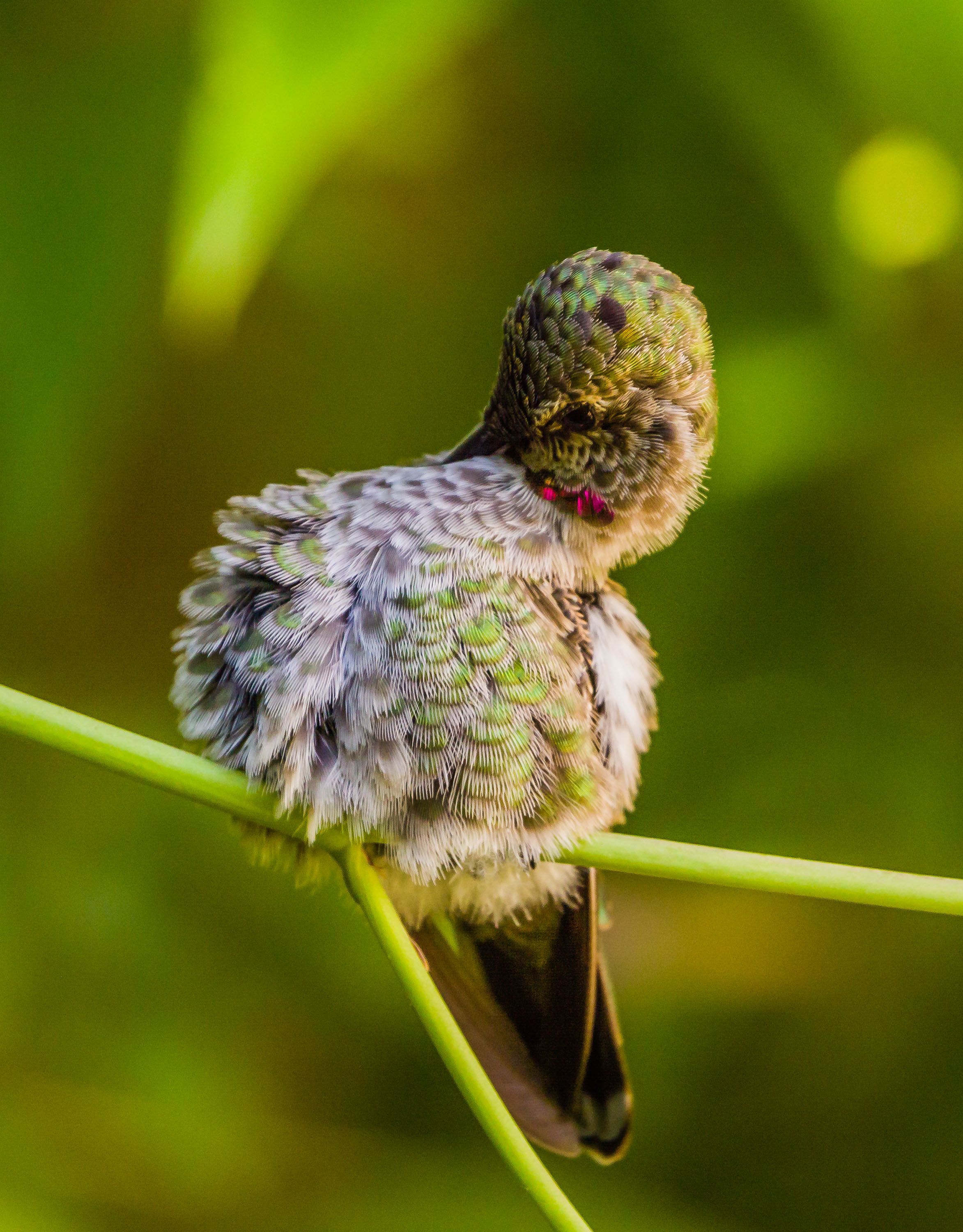 Anna's Hummingbird
