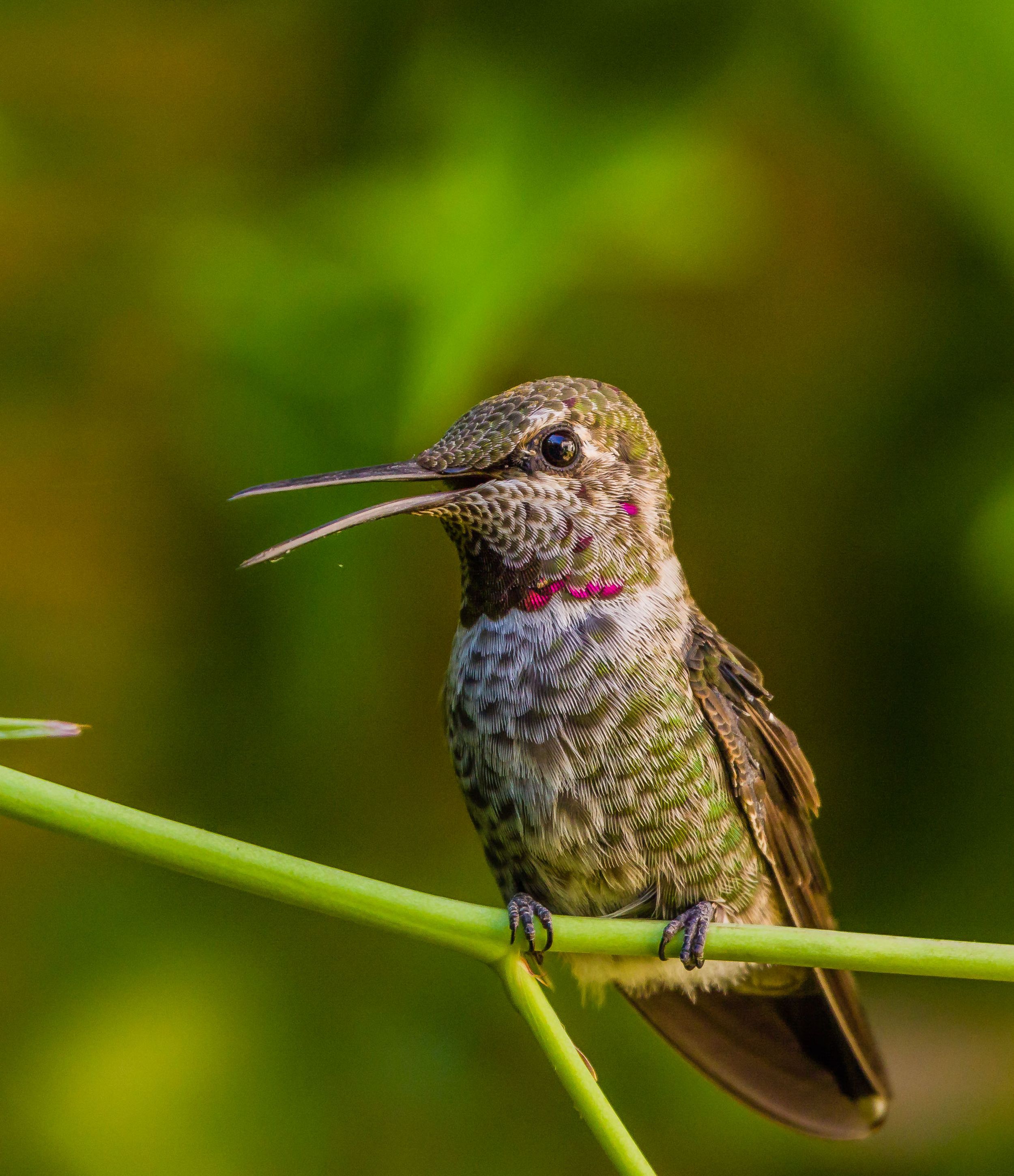 Anna's Hummingbird