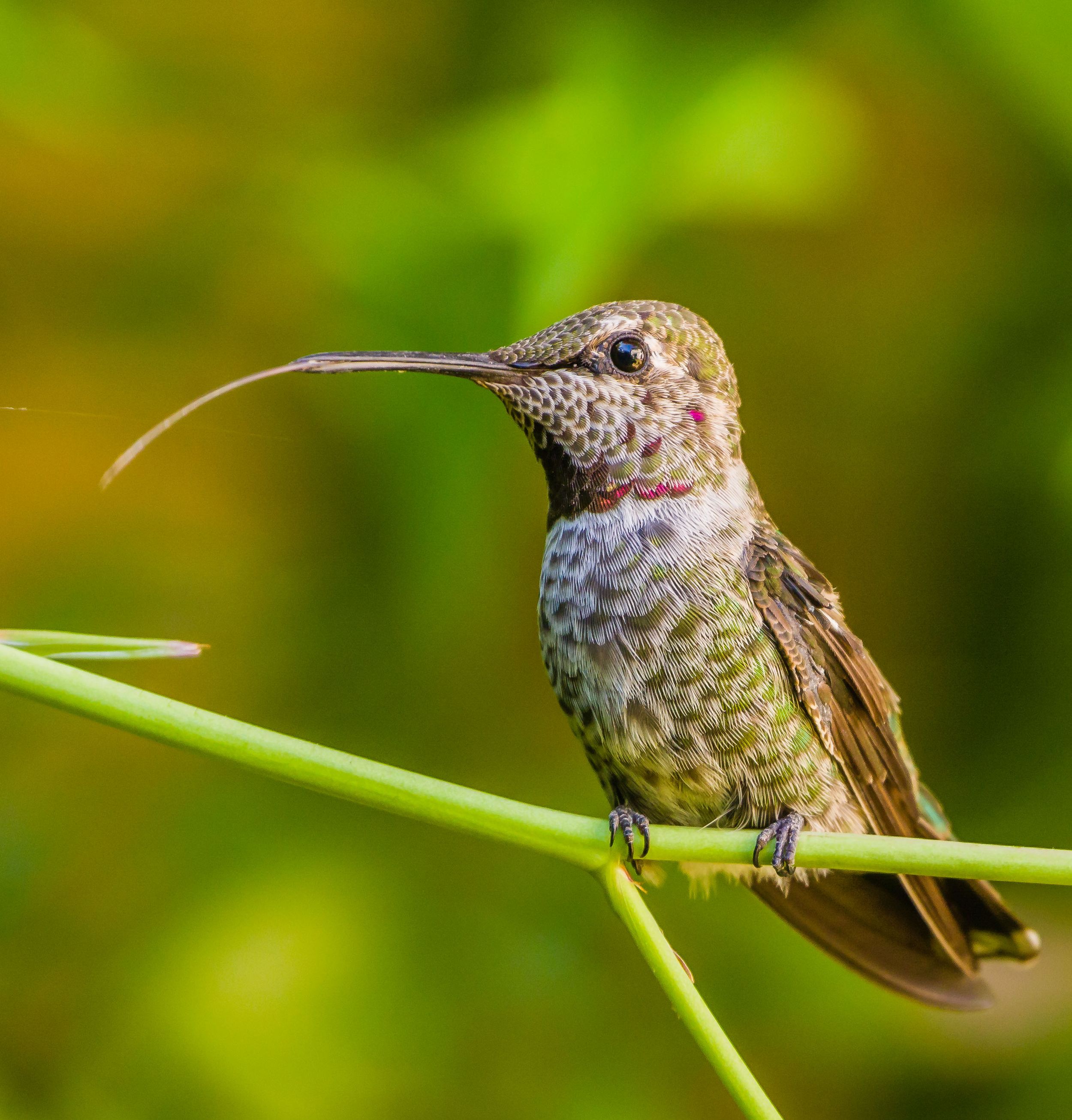 Anna's Hummingbird