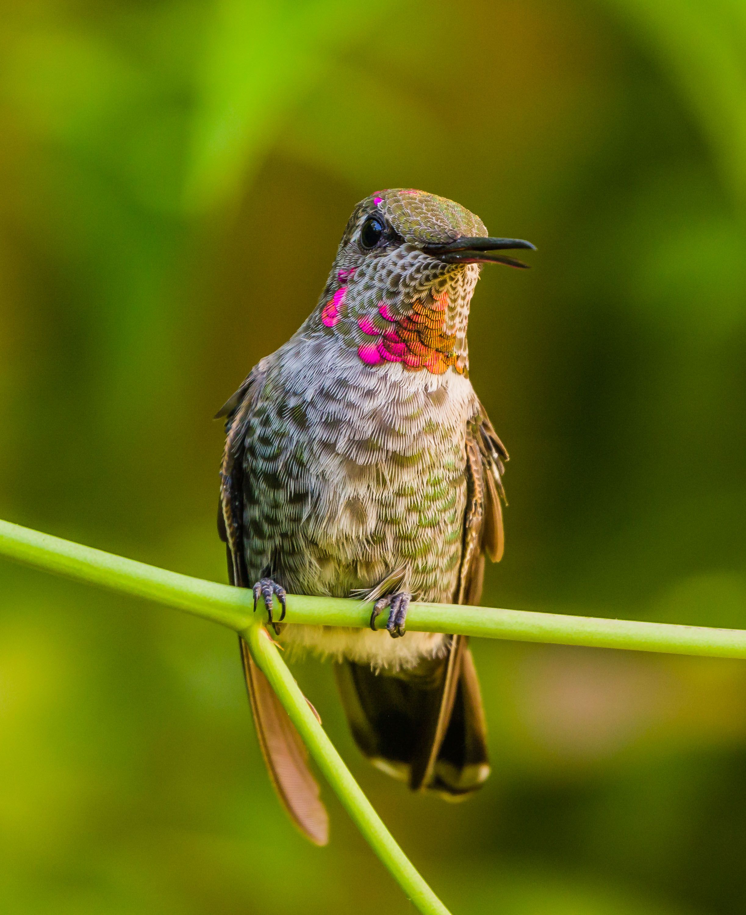 Anna's Hummingbird