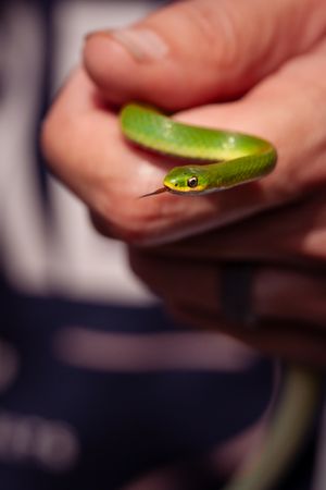 A bright green snake with yellow eyes being gently held in someone's hand against a dark background.