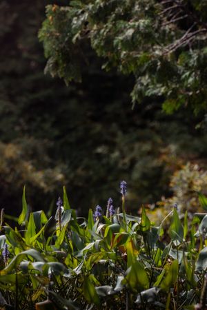 Purple bluebells bloom among green leaves in a garden setting with dark forest backdrop.