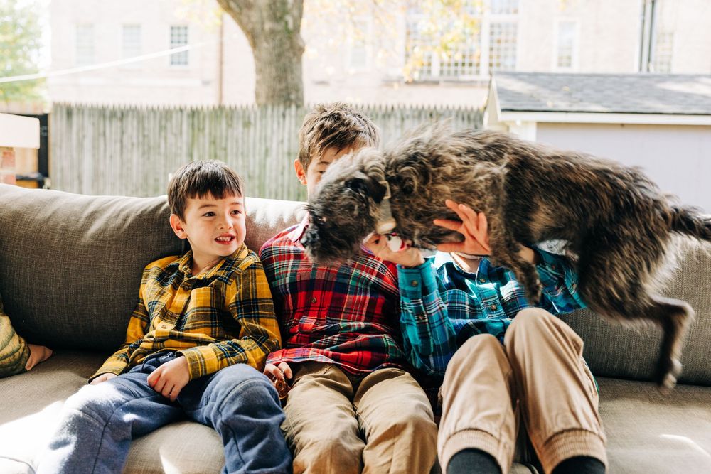 Three children laugh and play together while relaxing on a comfortable gray couch with a family dog jumping over them.