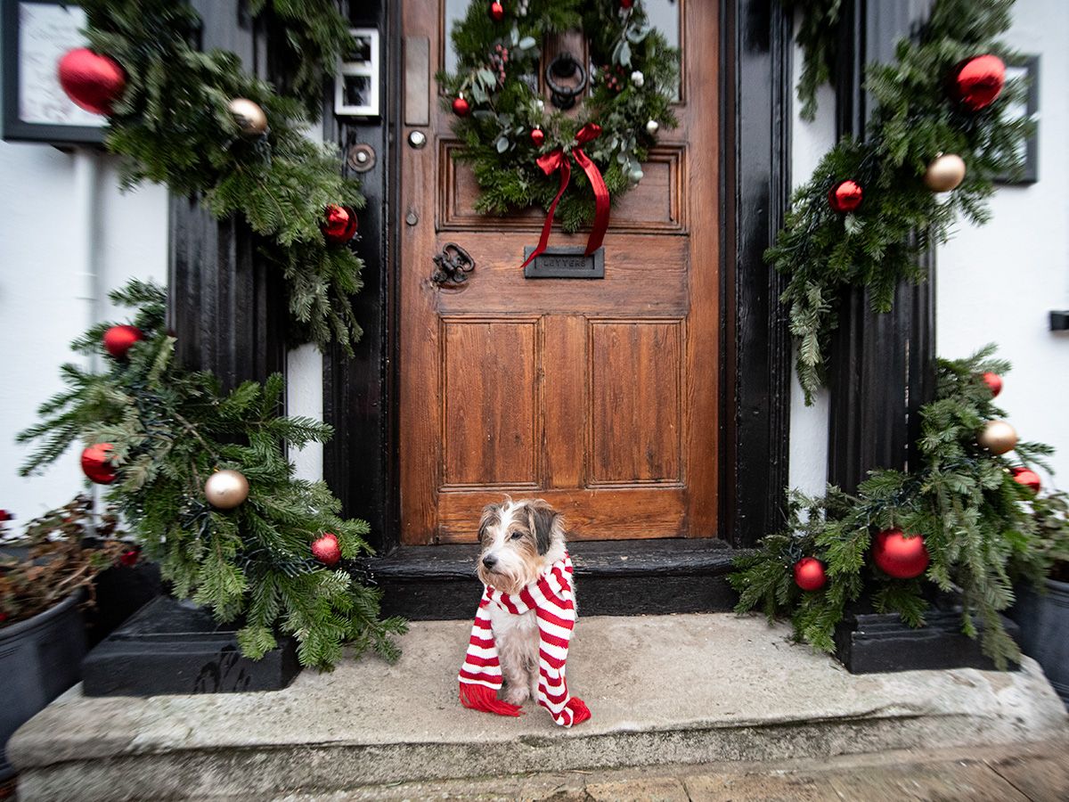 Benji the Jack Russell Terrier in Lavenham, Suffolk for his photo session taken by All Scene Images. Pet Photographer/ Dog Photographer.