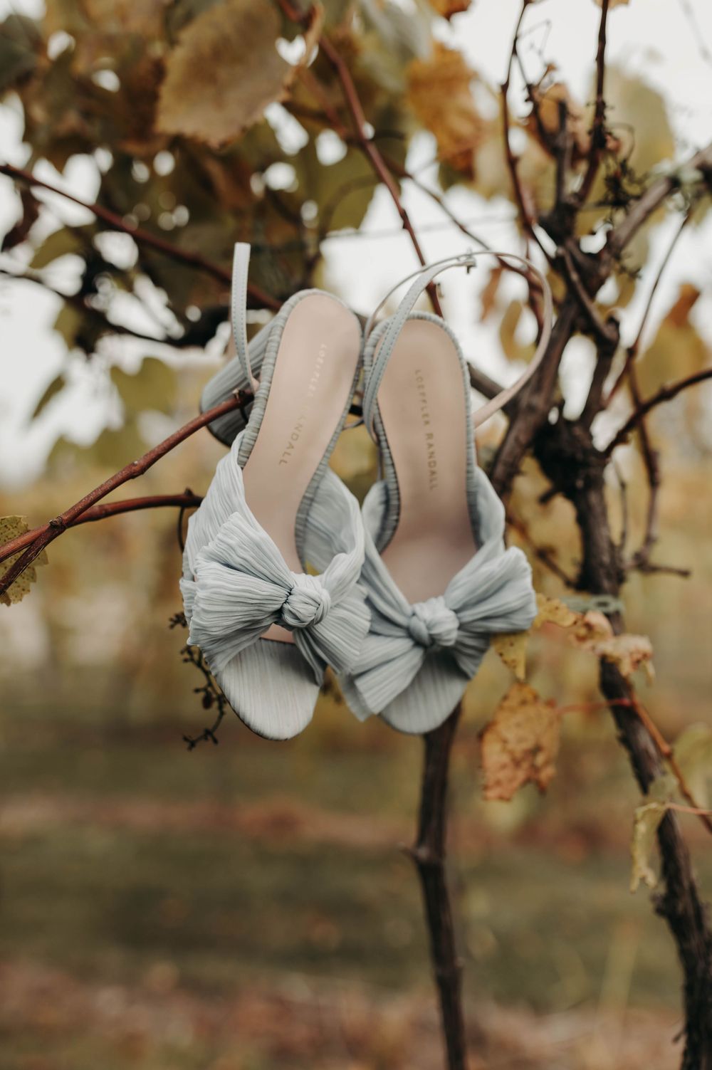 Light blue bow heeled wedding sandals hanging from autumn vineyard branches outdoors.