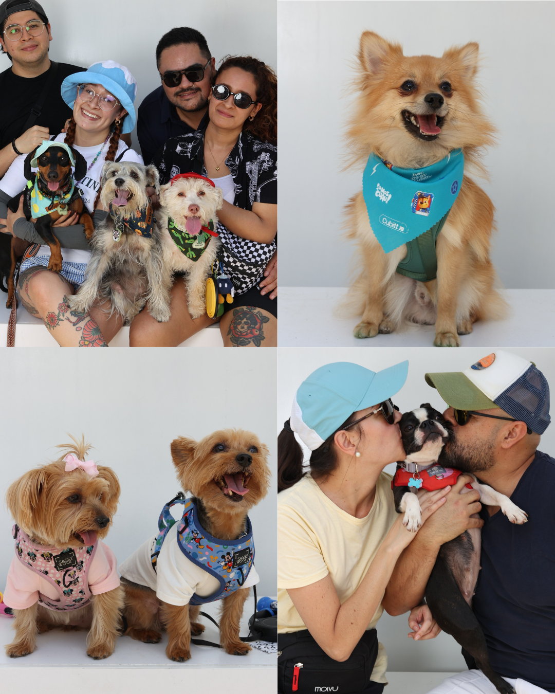 A collage of Pomeranian dogs wearing colorful bandanas and outfits posing with their owners in various settings.