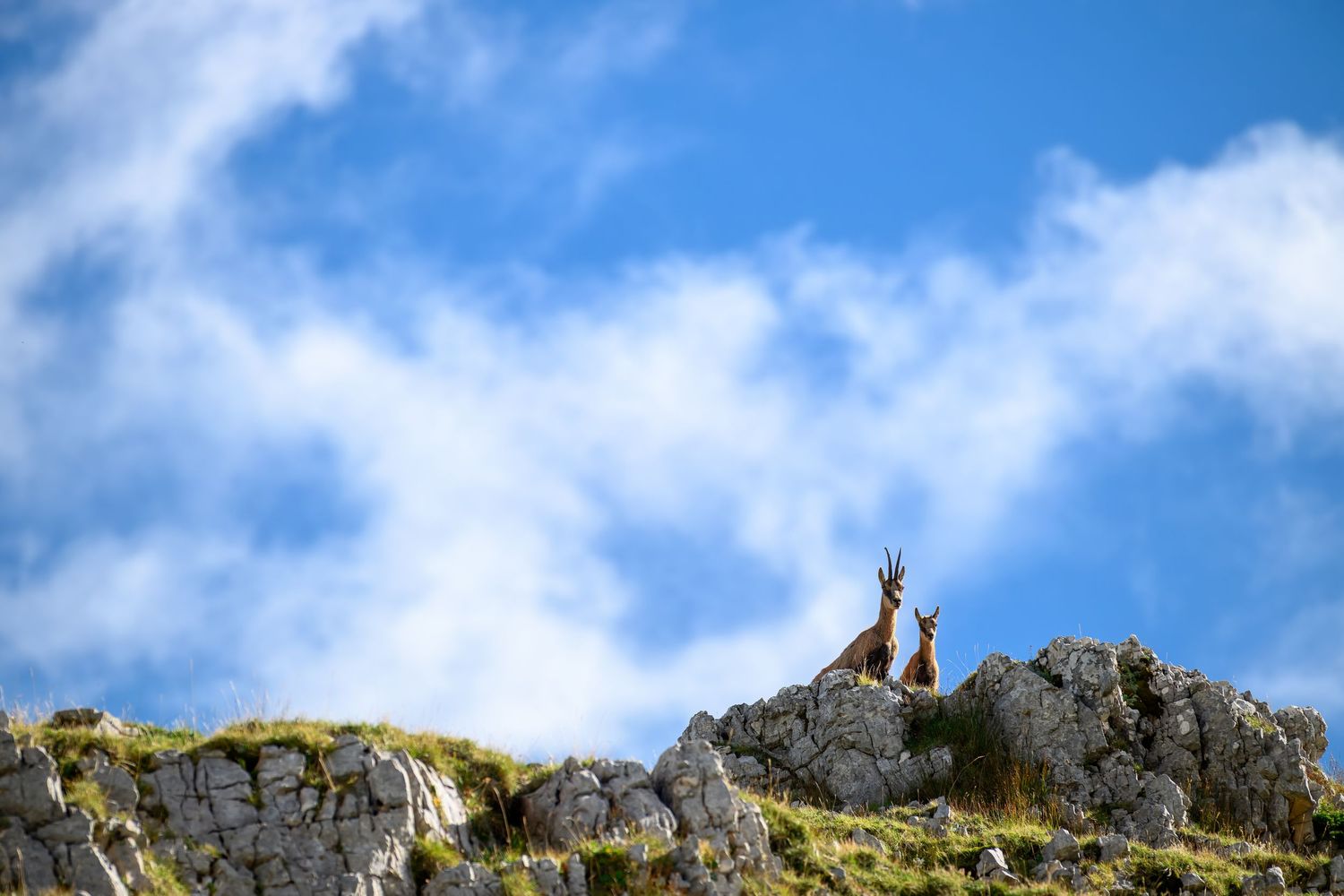 Two birds perched on a rocky mountain ridge against a bright blue sky with white clouds.