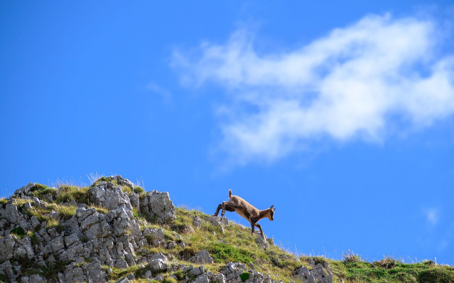 A lone horse stands majestically atop a rocky mountain ridge against a bright blue sky with white clouds.