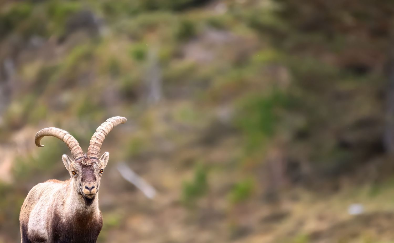 A majestic bighorn sheep stands alert on a rocky mountain slope in its natural habitat.