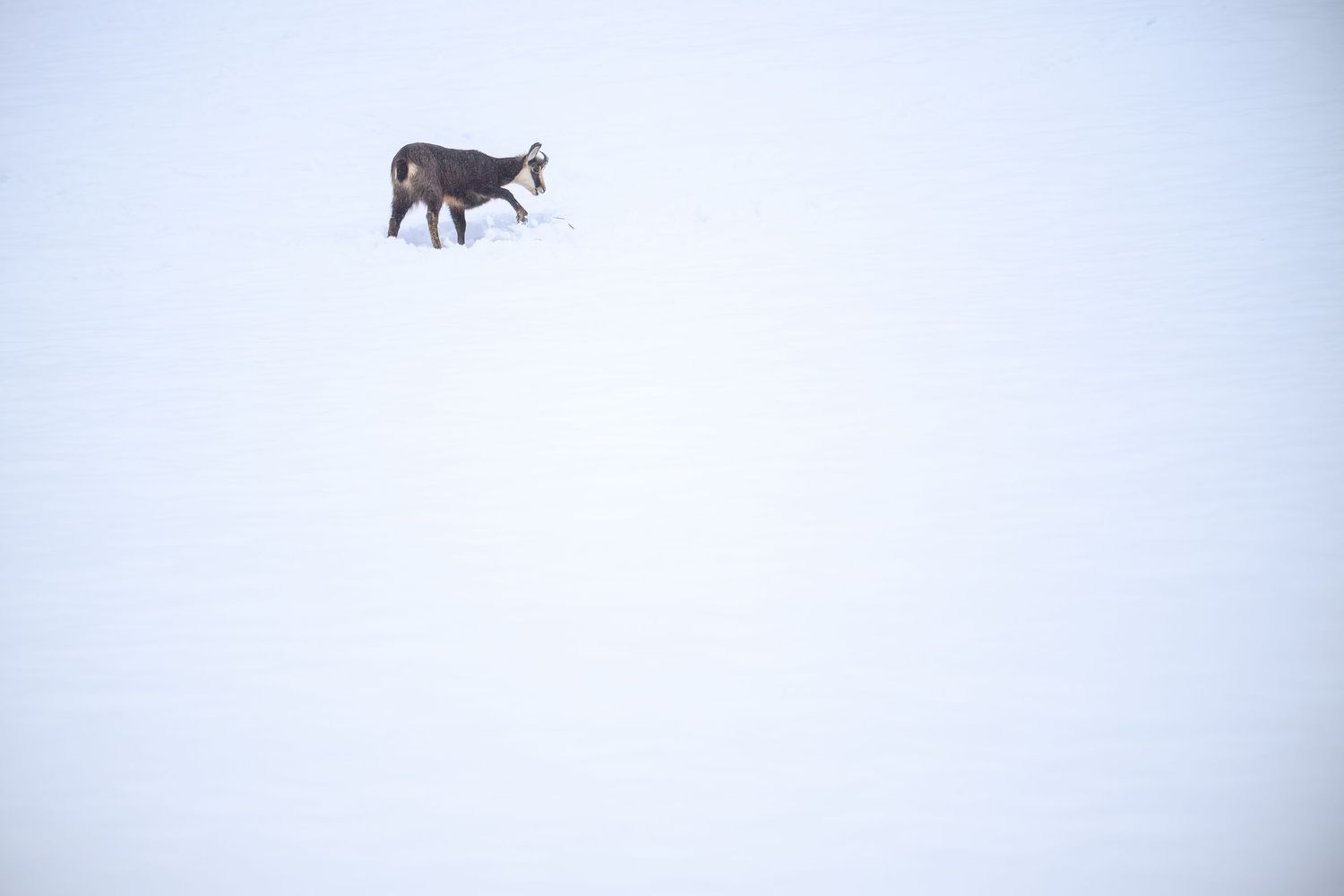 A black and white cow stands alone in a snowy winter field against an overcast sky.