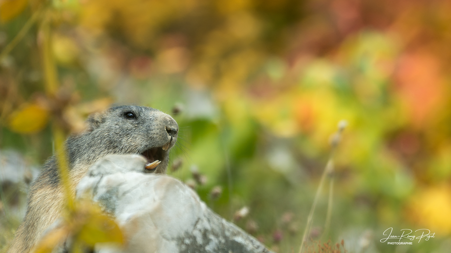 A curious groundhog peeks out from behind foliage in a natural outdoor setting.
