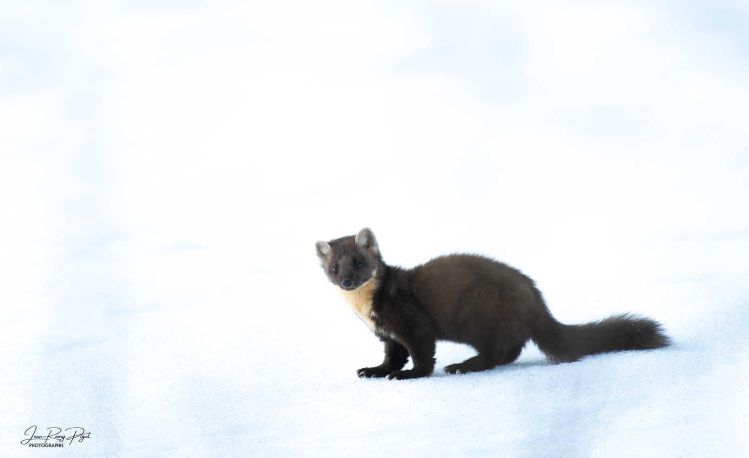 A group of playful ferrets frolicking and playing together in fresh white snow.